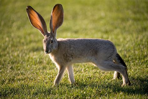 what animal has the biggest ears