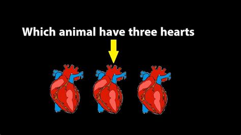 Which Animal Has 3 Hearts? A Deep Dive into Unique Heart Structures in the Animal Kingdom